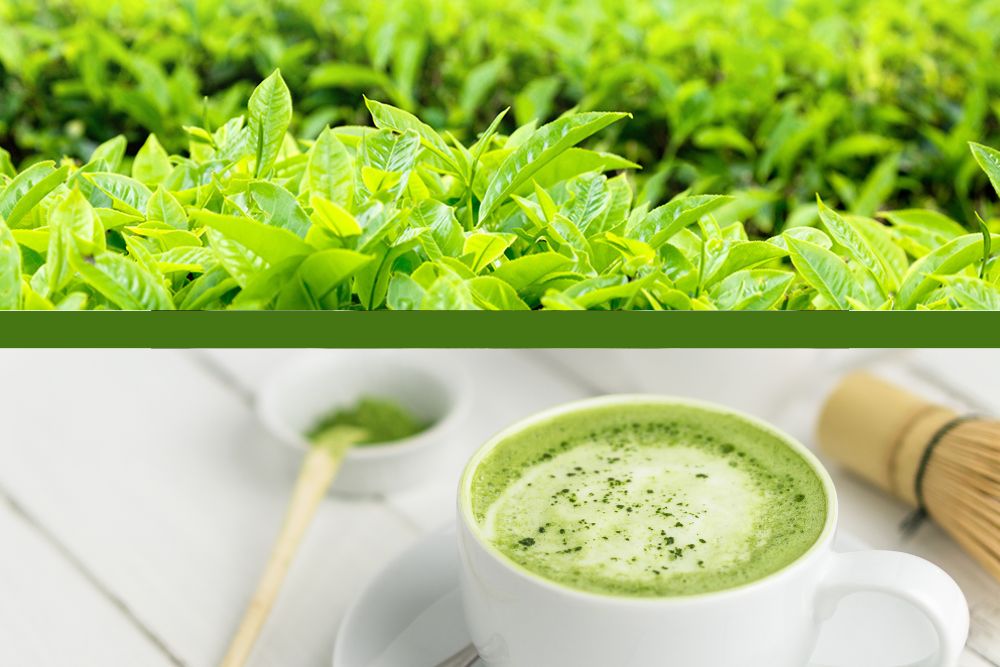 green tea leaves field and the matcha tea cup with whisk and bamboo scoop on the bottom 