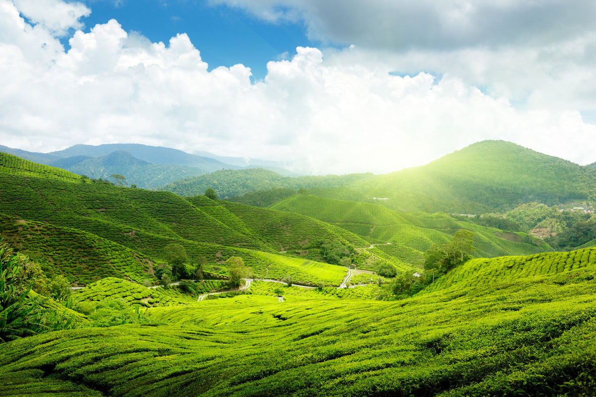 The Green Tea Fields 